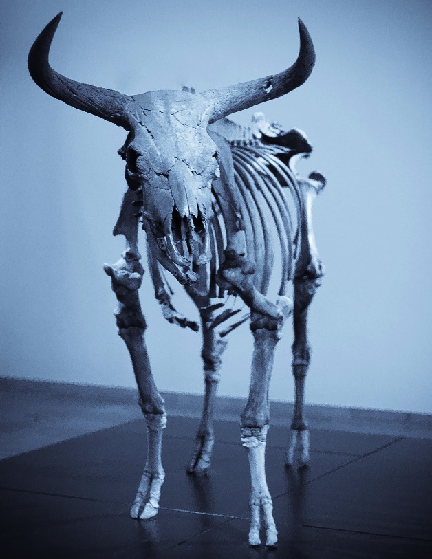 Mounted skeleton of a putative female auroch in the National Museum of Denmark in Copenhagen. (Click on image to view larger.)